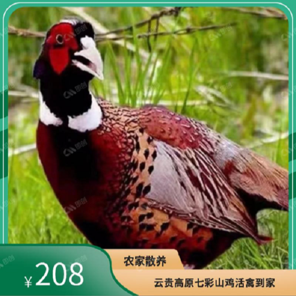 云贵高原大山里活体七彩山鸡（2公1母）（买2只加送1只试吃）