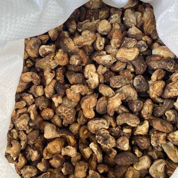 【大山好物】现收 小香菇  （500g）