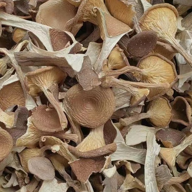 【大山好物】现收 猪肚菌  （250g-500g)