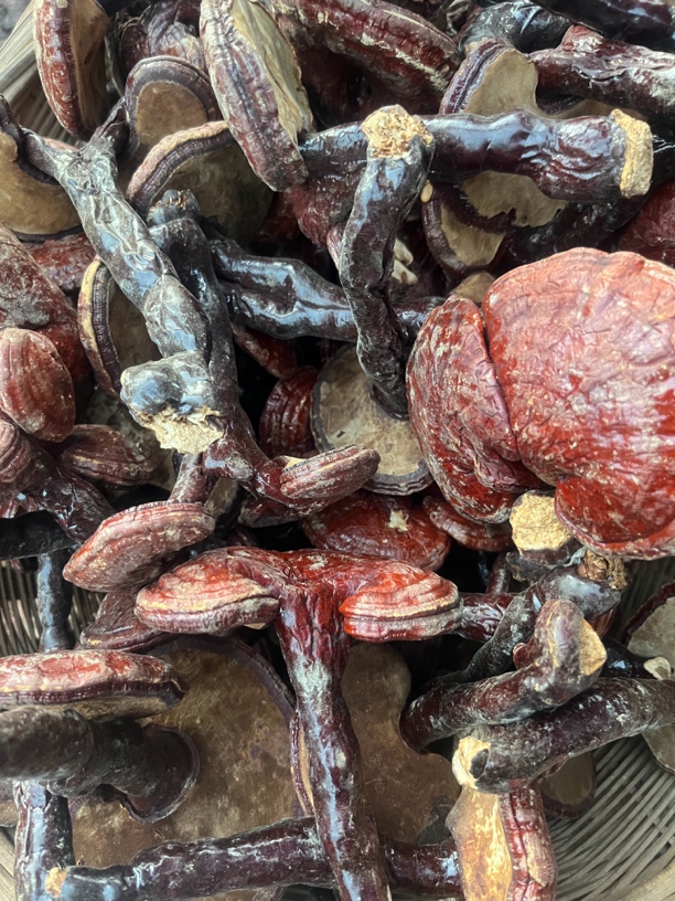 【大山好物】现收龙血棂芝250g-500g