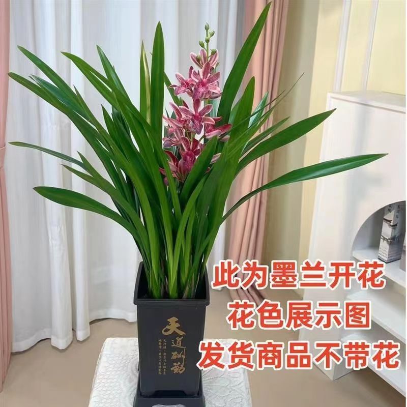 娇香影墨兰盆栽花卉生长客厅阳台四季常青冬季开花观花兰花观叶
