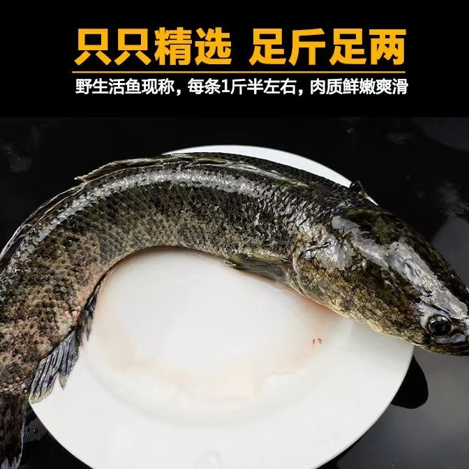 新鲜黑鱼鲜活农家土乌鱼发财鱼顺丰运输包活到家食用淡水鱼活鱼