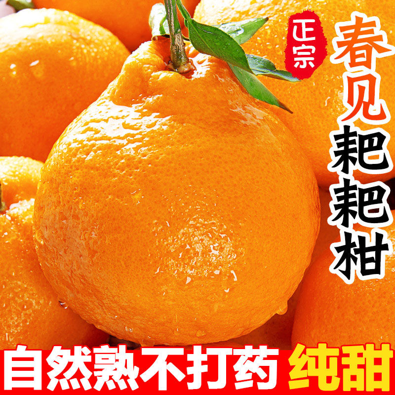四川正宗耙耙柑新鲜应季耙耙柑水果水果果园采摘现摘现发现货成熟