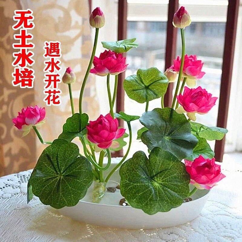 开口碗莲种子四季播种水培盆栽荷花睡莲花种籽绿植水生花卉绿植