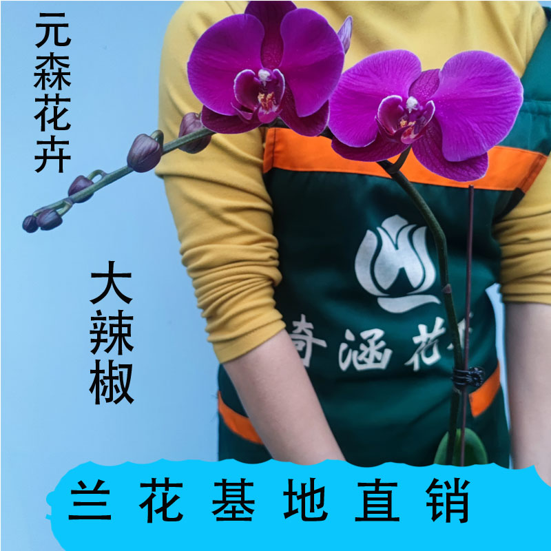 蝴蝶兰蝴蝶兰花蝴蝶兰盆栽带花苞花卉观花植物办公蝴蝶兰首播卖货