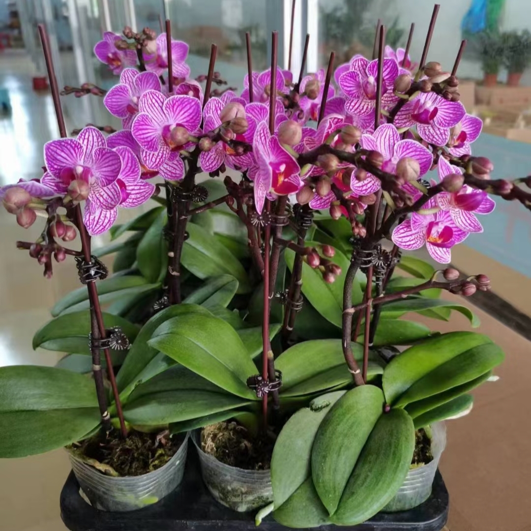 小飞象蝴蝶兰花蝴蝶兰盆栽带花苞花卉观花植物办公蝴蝶兰首播卖货