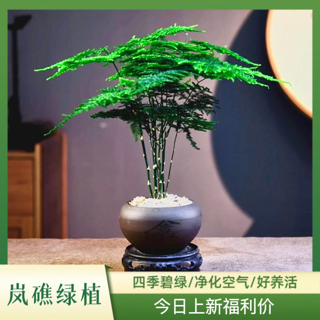 文竹盆栽植物盆景绿植陶瓷盆花卉客厅办公室内桌面创摆件易活好养