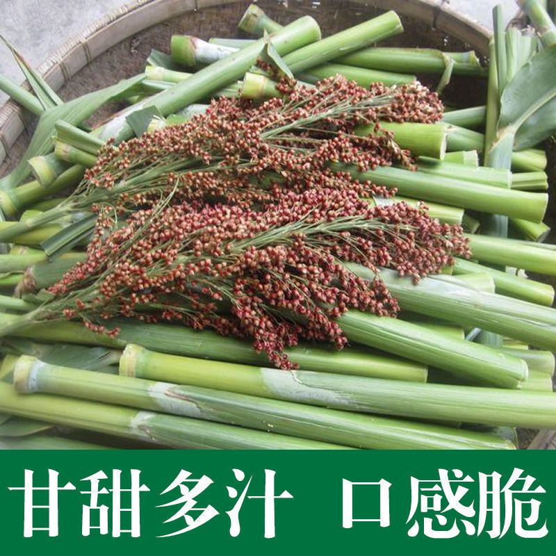 高产甜甜杆种子甜高粱种子芦栗甜秫秸北方小甘蔗种子脆甜多汁