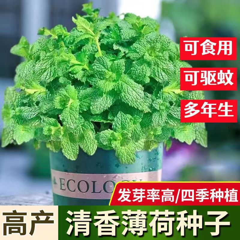 可食用薄荷种子一年四季种植夏季驱蚊植物种子可吃薄荷籽除庭院