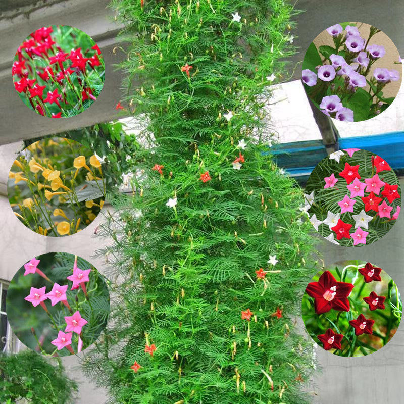 羽叶茑萝花种子庭院爬藤植物五角星花盆栽阳台四季种活开花