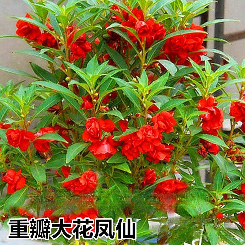 重瓣凤仙花种子指甲花四季易活茶花凤仙盆栽花草种籽