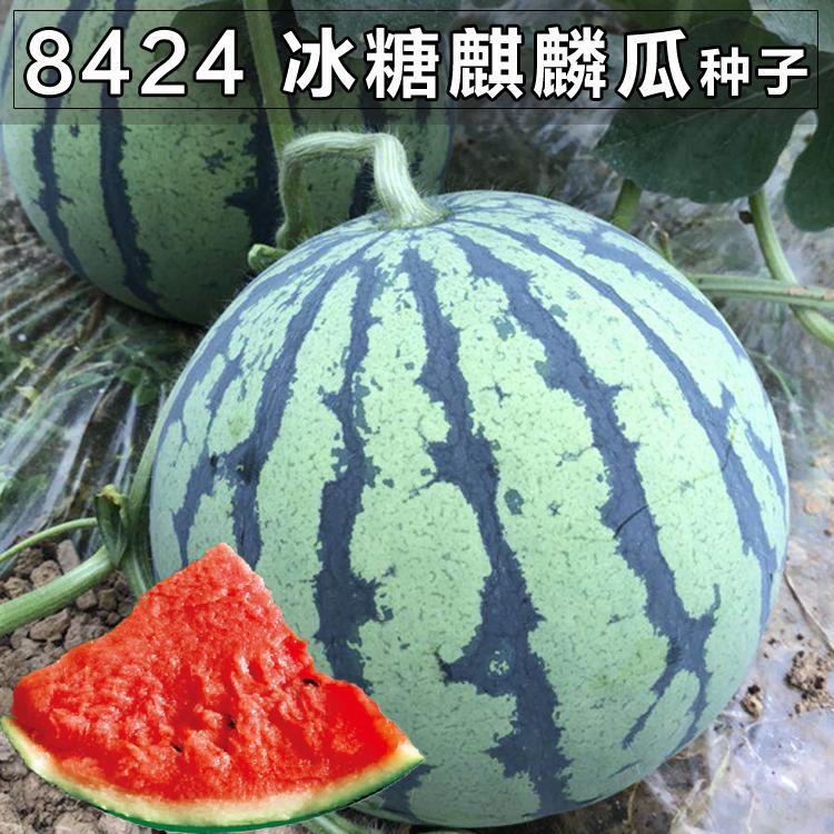 8424麒麟西瓜种子四季高产巨大早熟少籽水果类西瓜子种子批发