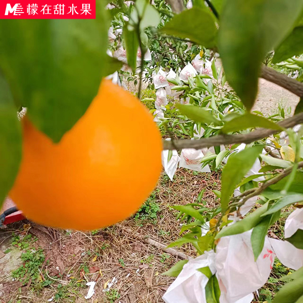 【新】四川高山水果春见耙耙柑当季新鲜水果丑橘2.5斤现摘现发