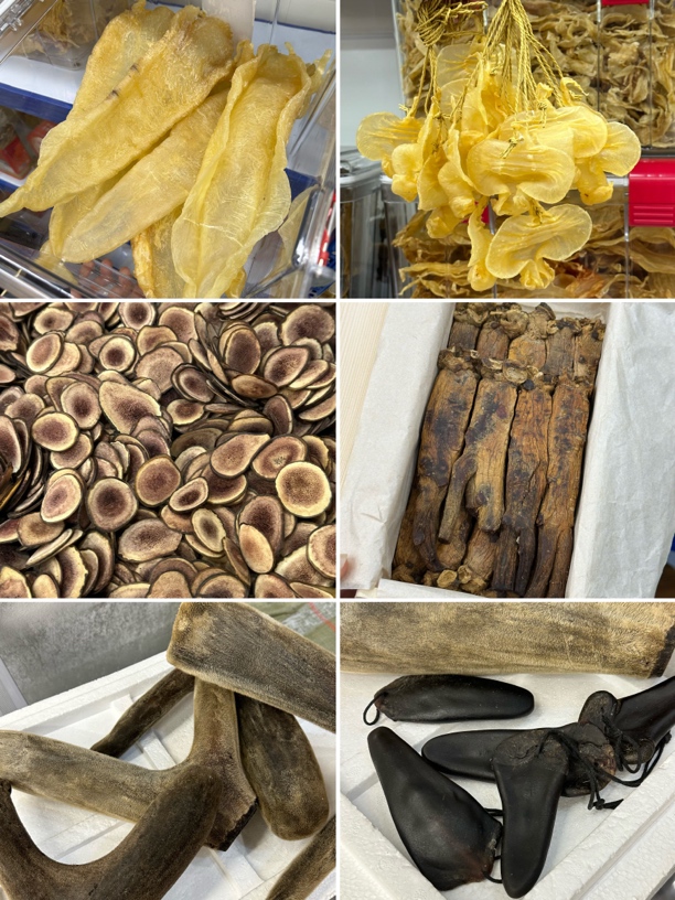 （直播链接）禄茸 鱼胶 高丽滋补煲汤炖煮