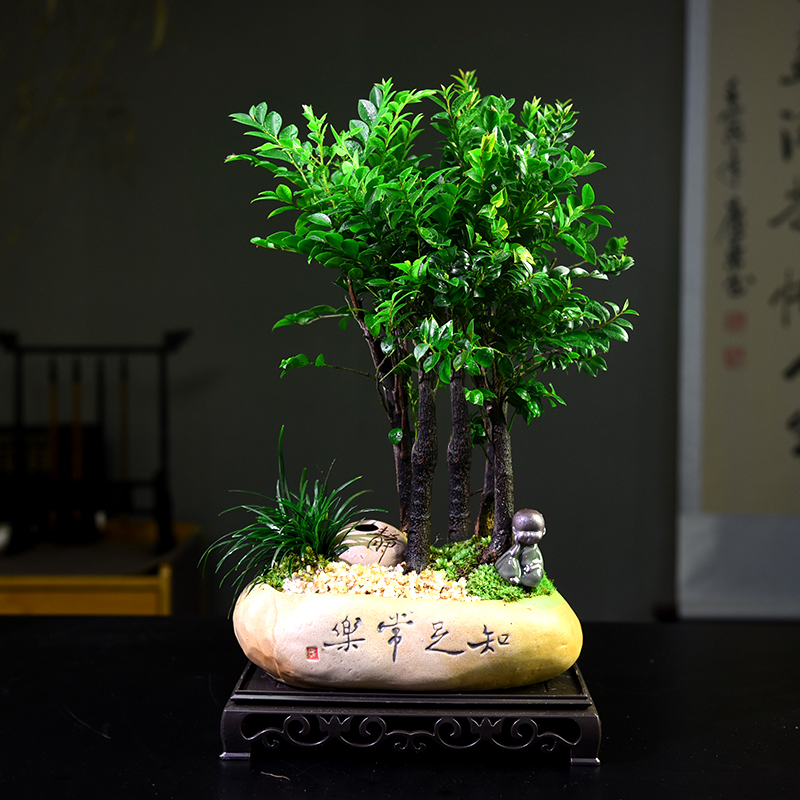 意境-小叶紫檀鲜活室内四季好养花卉绿植盆栽盆景客厅桌面自然