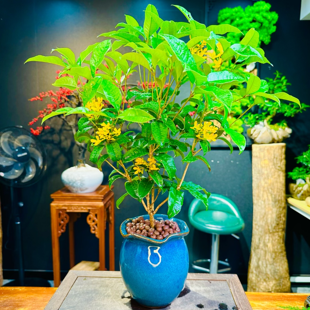 敏敏-嫦娥桂花 室内好养盆景盆栽绿植花卉客厅茶几美观自然