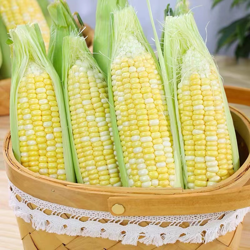 【小扬哥推荐】云南鲜嫩双色水果玉米香甜新鲜甜饱满甜脆玉米棒子