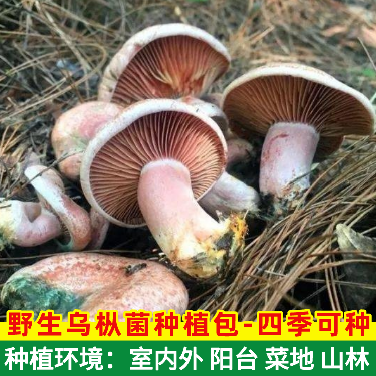 野生乌枞菌新鲜菌种家种菌种包丛菇松毛菌青碟菌松树菌四季食用菌