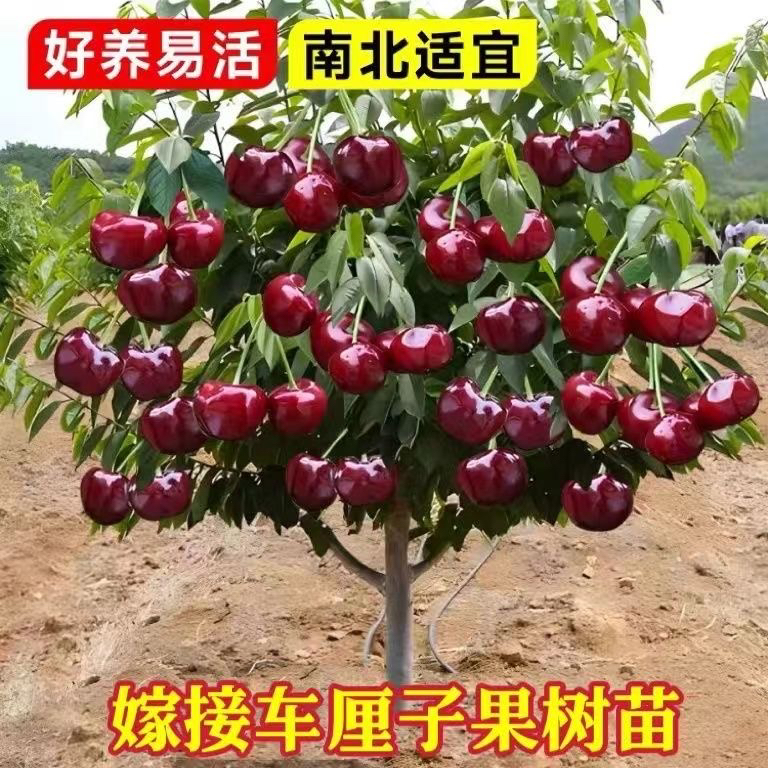 4J级（拍一发二）车厘子大樱桃树苗盆栽地载南方北方阳台庭院