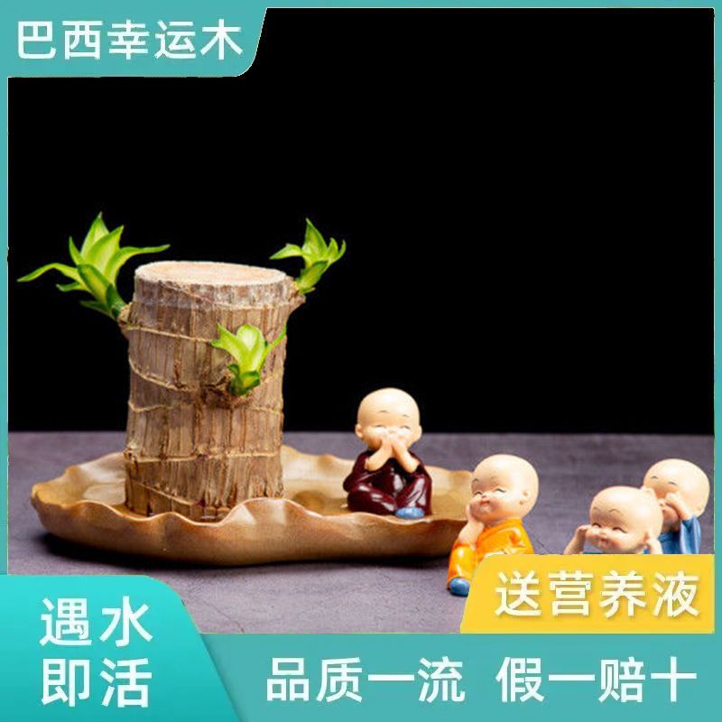 幸运开花带芽芽苞营养巴西木室内水养水培植物绿植盆栽专用托盘盆