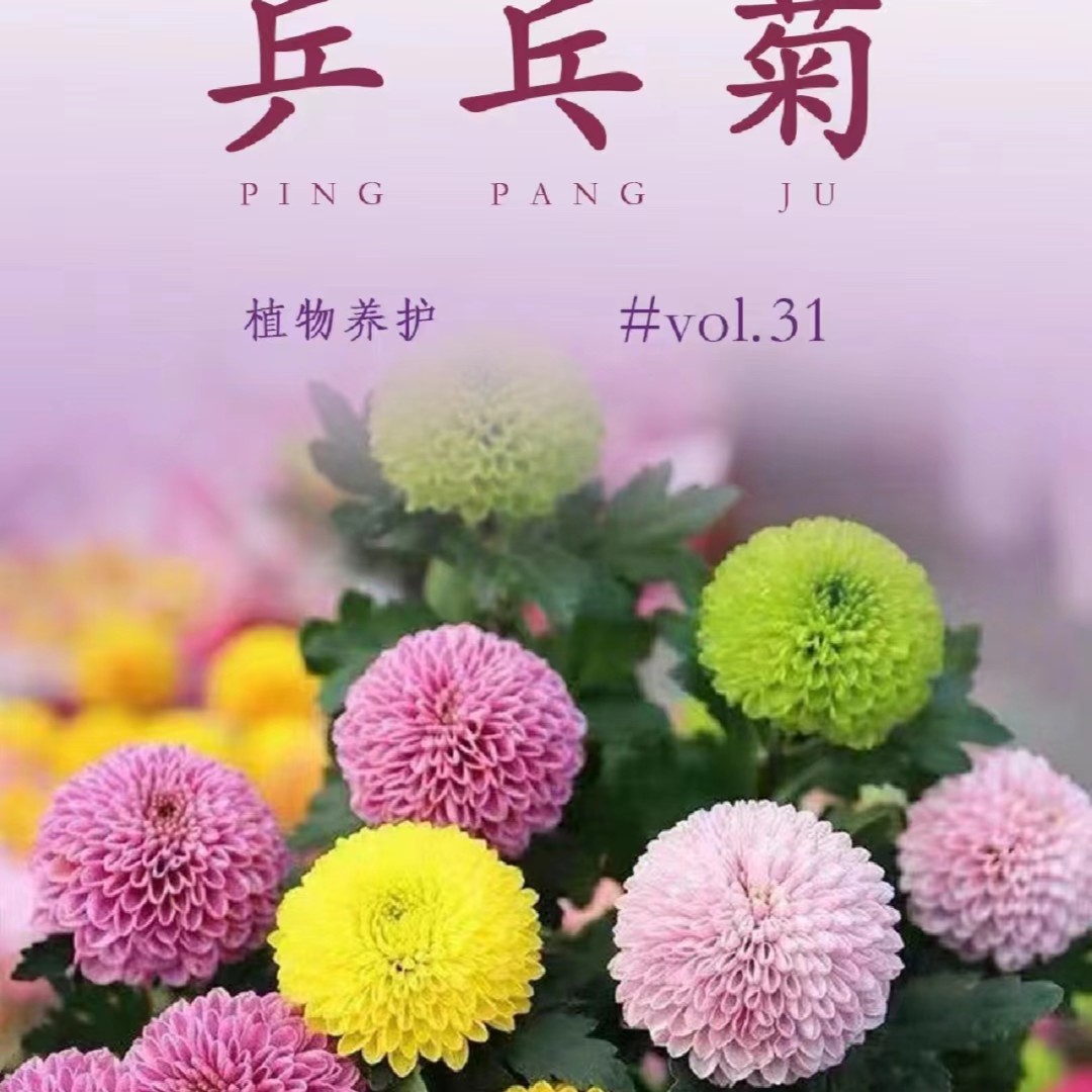 七彩乒乓菊盆栽庭院阳台春季夏季秋季花园易养护盆栽植物适合新手