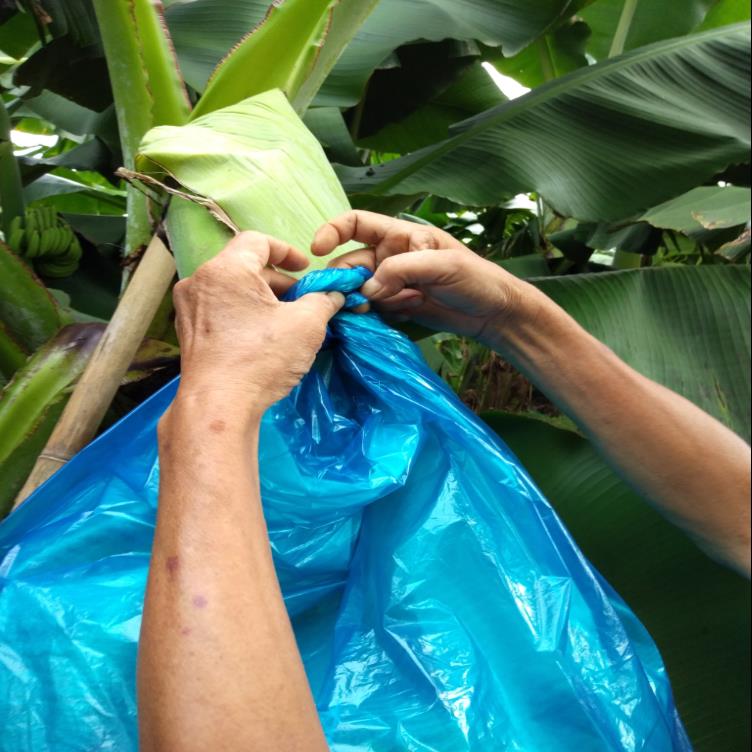 香蕉套袋蓝色有孔无孔定型防虫袋专用防寒连体袋一体袋蕉水果套袋