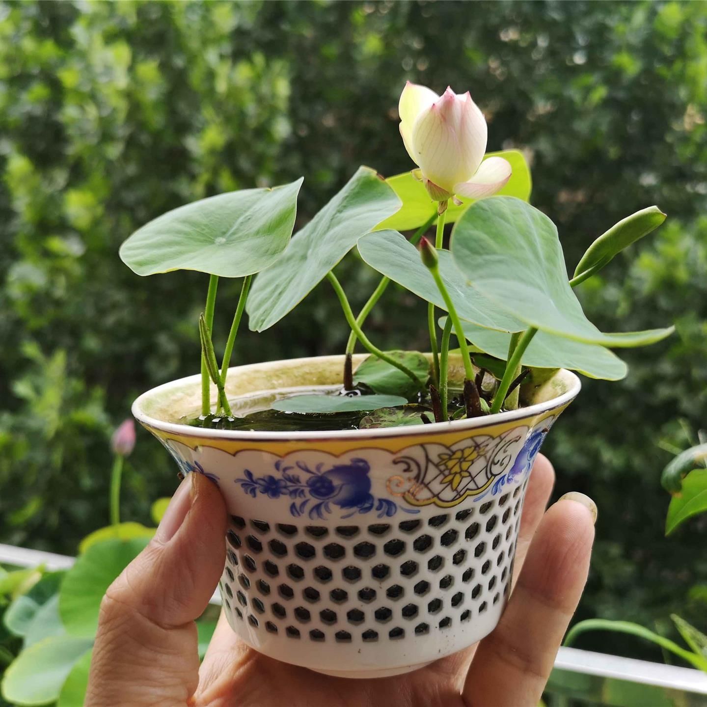 四季开花碗莲种子盆栽室内水培植物睡莲荷花种子莲花水养水培花卉