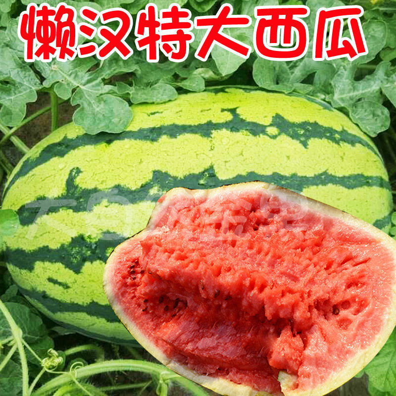 懒汉瓜王西瓜种子高产超甜早熟四季播种少籽农科院特大水果西瓜籽