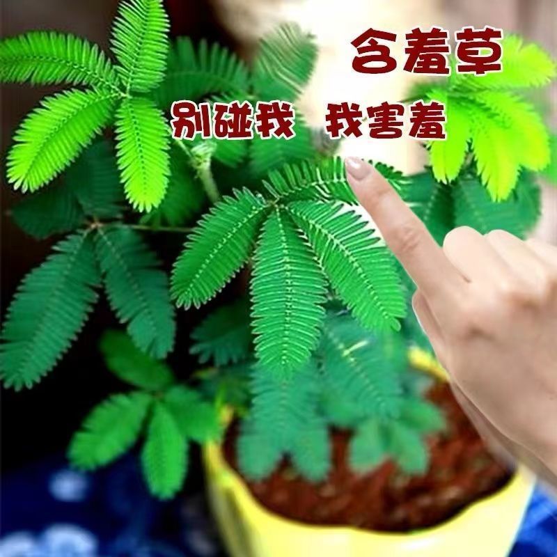 含羞草种子盆栽红色彩虹含羞草籽种四季种阳台庭院花卉种籽
