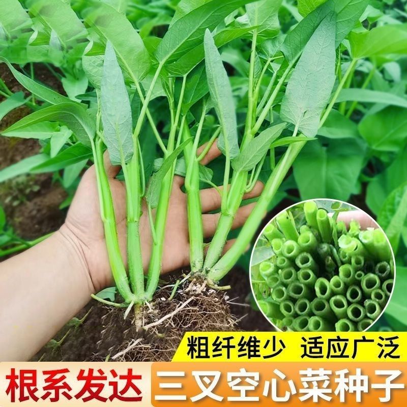 三叉空心菜种籽通心菜种子四季高产耐高温易种植阳台盆栽蔬菜种子