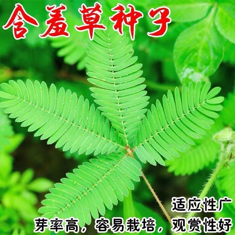 含羞草种子盆栽红色彩虹含羞草籽种四季种阳台庭院花卉种籽