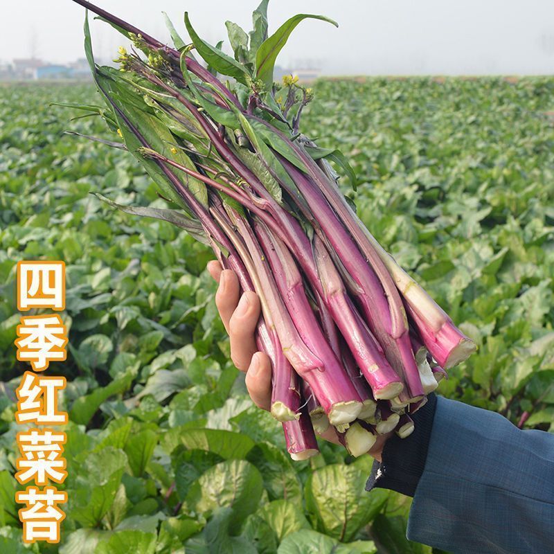 红菜苔种子菜苔种紫菜苔种籽红油菜种子阳台盆栽蔬菜种子菜心易种