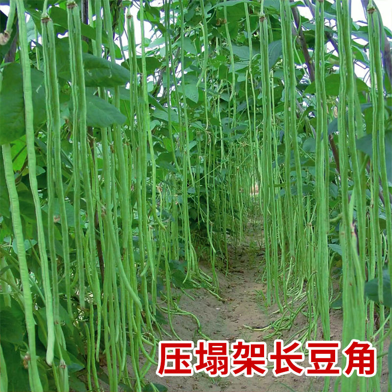 无筋特长豆角种子干枝梅四季豆角籽种长豇豆种子春季庭院蔬菜种子