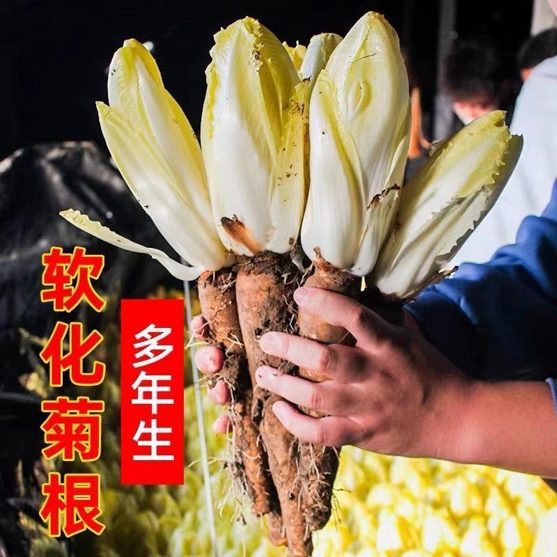 金玉兰菜种子菊苣菜欧洲王子菜营养软化菊苣多年生四季蔬菜庭院