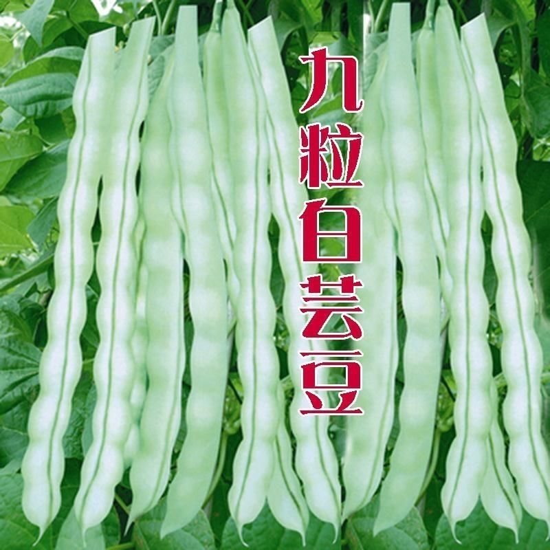 九粒白芸豆种子豆角四季豆架豆种高产春季四季农家菜园蔬菜种子