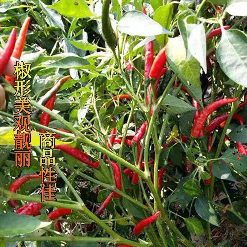 朝天椒种子种籽辣椒苗小米辣南方种四季食用盆栽蔬菜苗幼苗孑籽种