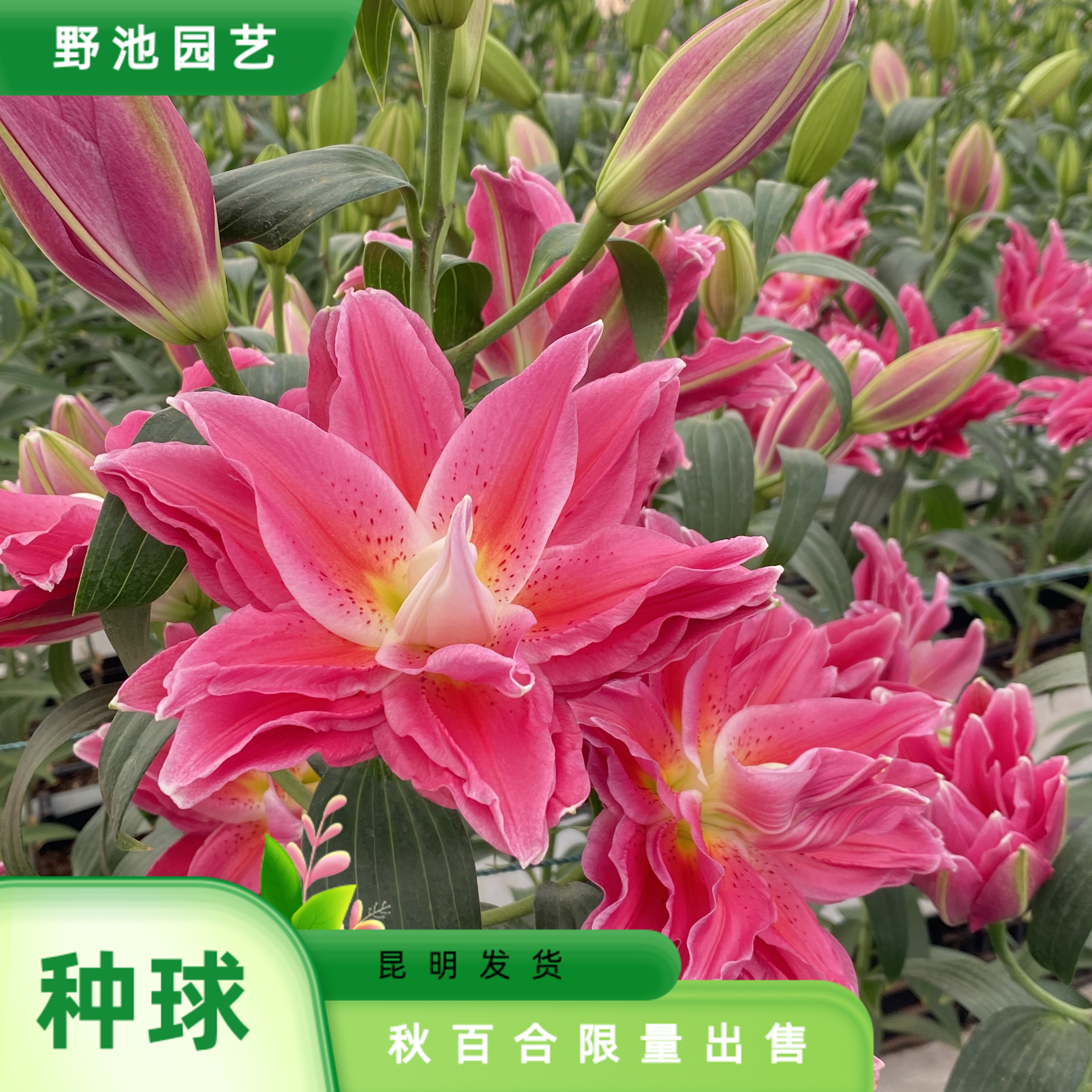 1颗百合种球【红美人17-19】莲花型百合球根庭院阳台地栽
