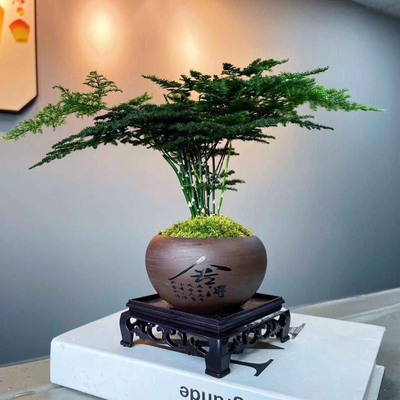 禅意舍得文竹盆栽植物室内花卉盆景客厅办公室桌好养云竹四季常青