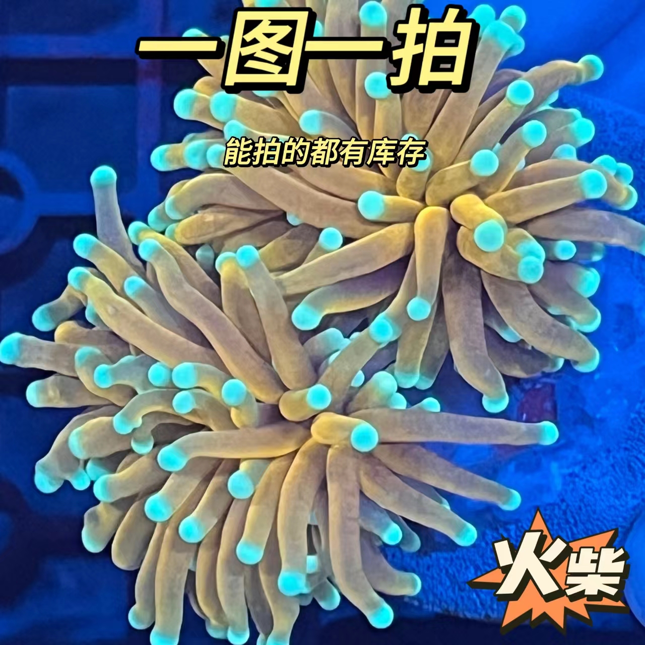 水草 火柴专区 发货(不包邮）珊川海恋 海缸饲养摆放大型