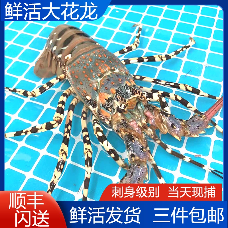 鲜活大花龙1-2斤鲜活大龙虾澳洲中华锦绣青龙虾打氧活发新鲜海捕
