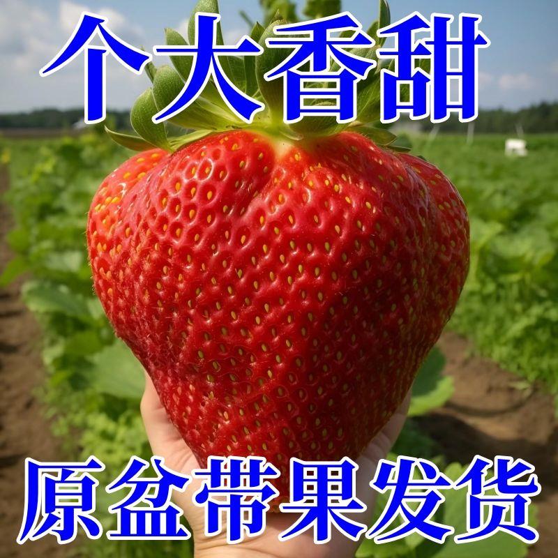 正宗【带花带果】丹东99草莓苗盆栽精选四季结果室内外阳台南北方
