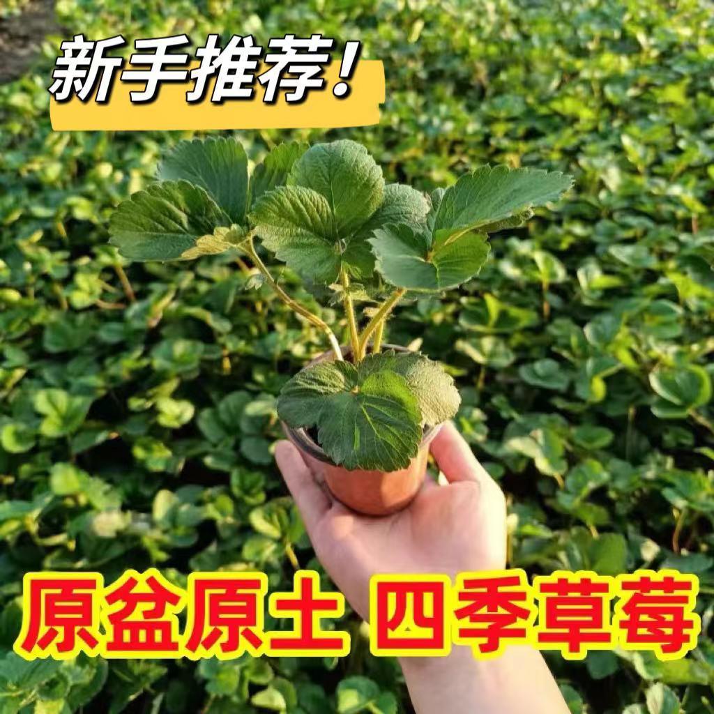 【30天结果】四季草莓苗对版奶油草莓盆栽南北方阳台种植当年结果