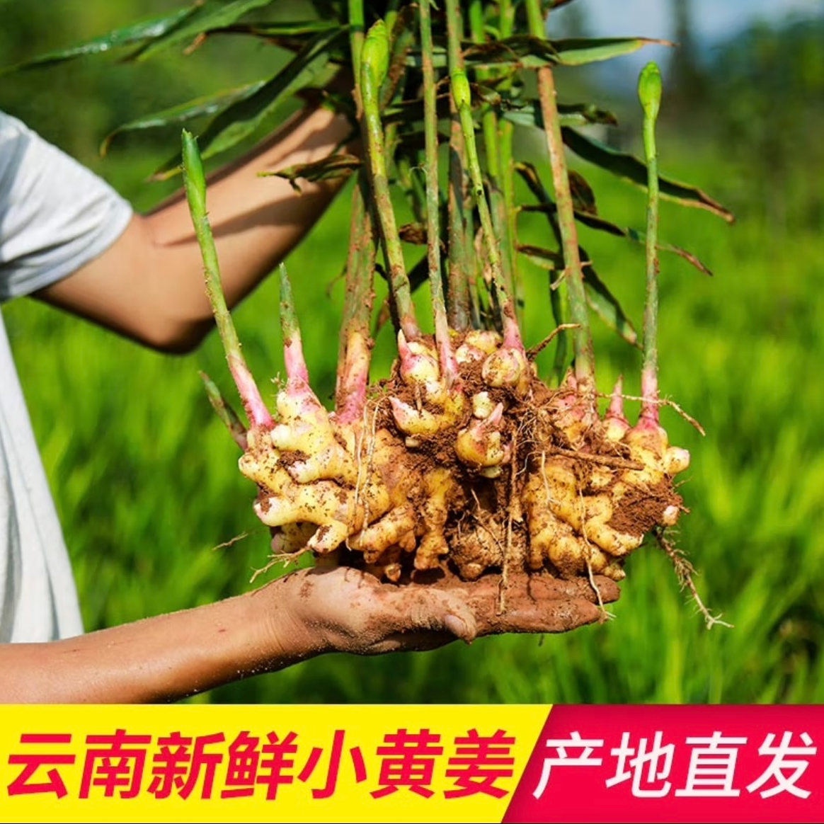 D云南高山小黄姜不熏硫不泡药水自然生长姜味浓郁姜汁充足生姜