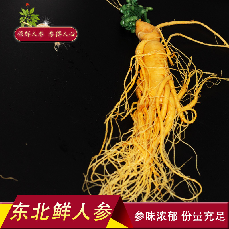 保鲜人参长白山人参整支带花鲜人参 单只真空独立包装泡酒煲汤参