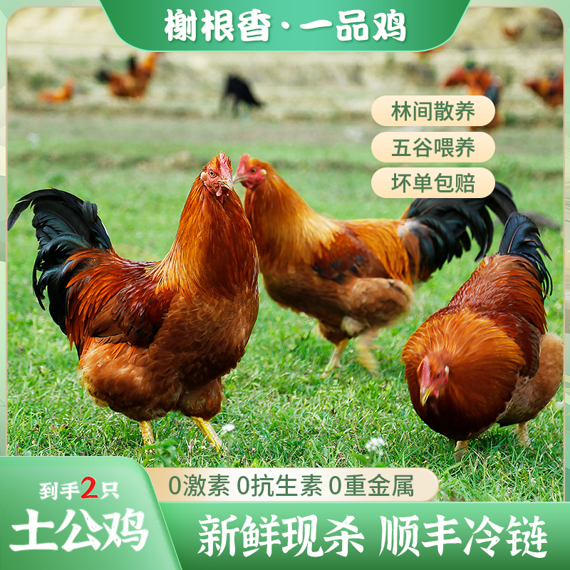 【拍一发二】林地散养大公鸡现抓现发新鲜土鸡溜达鸡2只净重6斤左右