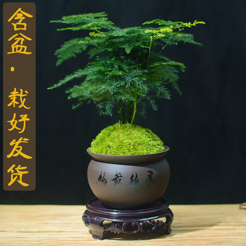 文竹绿植室内盆栽植物净化空气好养办公室四季青桌面创意小型盆景