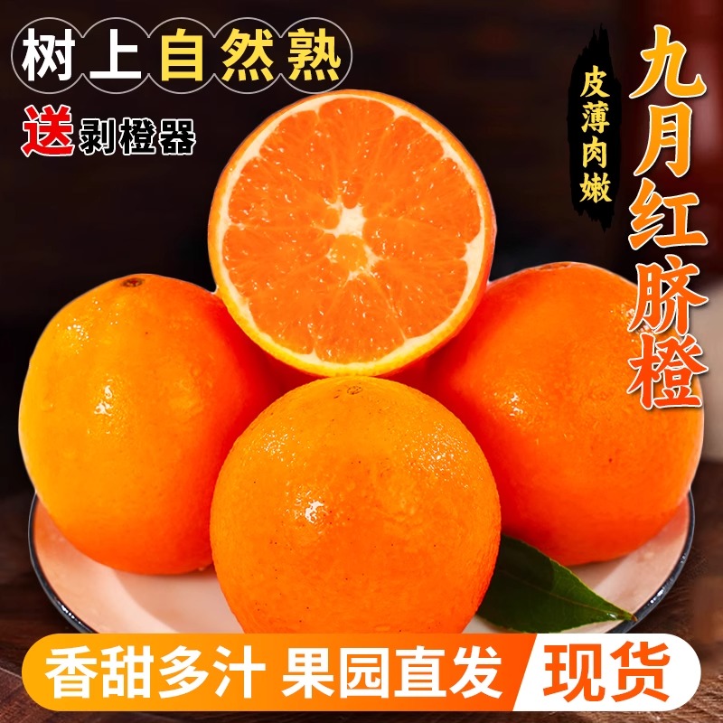倍果纷湖北秭归九月红脐橙当季现摘9斤果冻橙新鲜水果5斤橙子包邮