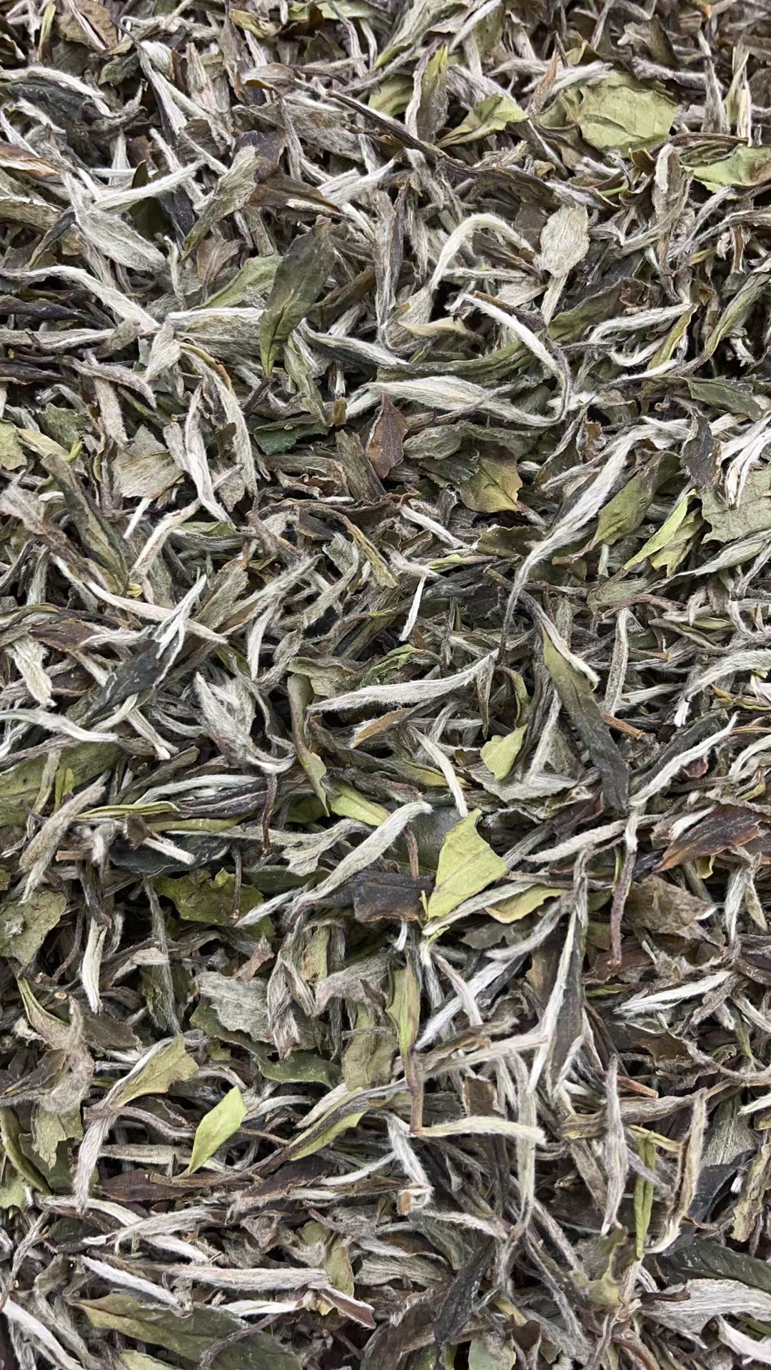 【白水观音】康潮一品福鼎白茶2017年碳焙白牡丹 散茶 白茶
