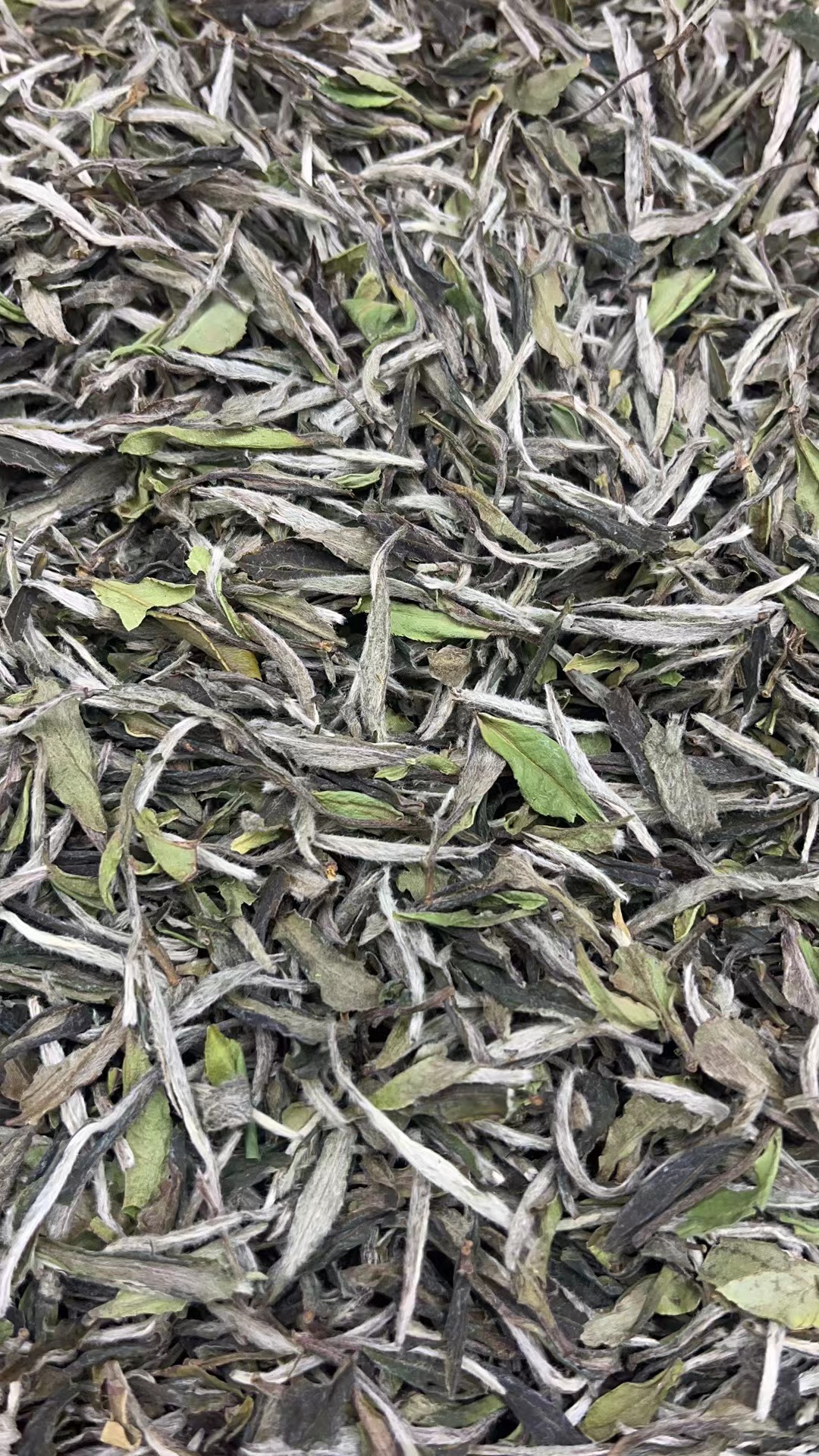 【康潮一品】福鼎白茶2022年雪后管阳荒野白牡丹 散茶 白茶