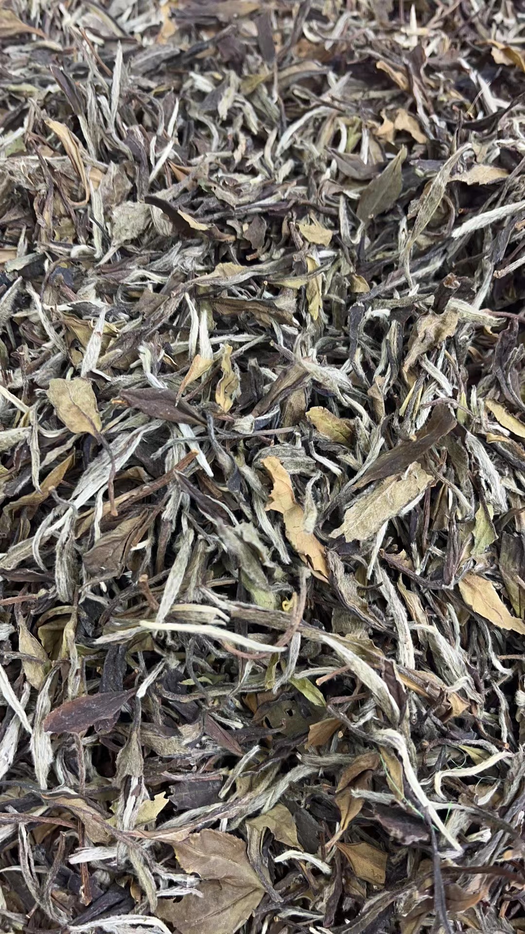 【康潮一品】福鼎白茶2011年日晒一级白牡丹 散茶 白茶